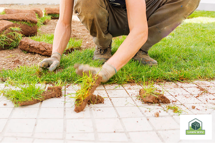 Starting Fresh How Do I Start My Lawn Over From Scratch? Lawn Serv